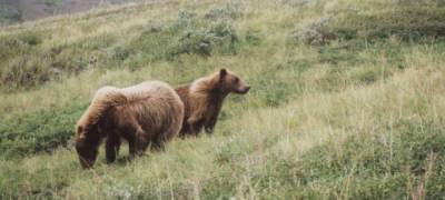Grizzly mama and offspring